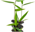 Image of Bamboo