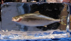 Image of Fish on ice